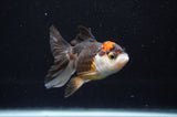 Juvenile Thai Oranda  Tricolor 4 Inch (ID#404T13b-57) Free2Day SHIPPING