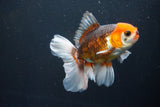 Thai Oranda  Tricolor 5 Inch (ID#1004R12c-124) Free2Day SHIPPING