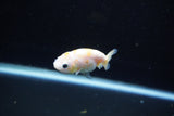 Baby Ranchu  Calico 2.5 Inch (ID#1108R9c-43) Free2Day SHIPPING