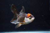 Juvenile Thai Oranda  Tricolor 4 Inch (ID#404T13b-57) Free2Day SHIPPING