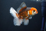 Thai Oranda  Tricolor 5 Inch (ID#1004R12c-124) Free2Day SHIPPING