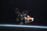 Butterfly  Calico 3.5 Inch (ID#228B8b-45) Free2Day SHIPPING