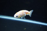 Baby Ranchu  Calico 2.5 Inch (ID#1108R9c-43) Free2Day SHIPPING