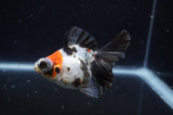 Butterfly  Calico 3.5 Inch (ID#228B8b-45) Free2Day SHIPPING