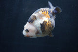 Milk Cow Ranchu  Calico 4 Inch (ID#1227R10c-84) Free2Day SHIPPING