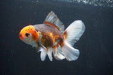 Thai Oranda  Tricolor 5 Inch (ID#1004R12c-124) Free2Day SHIPPING