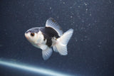 Baby Thai Oranda  Panda 3 Inch (ID#1015ToPTA-35) Free2Day SHIPPING