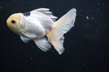 Juvenile Thai Oranda  Panda 4 Inch (ID#404T13b-58) Free2Day SHIPPING