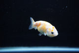 Baby Ranchu  Calico 2.5 Inch (ID#1108R9c-43) Free2Day SHIPPING