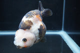 Milk Cow Ranchu  Calico 4 Inch (ID#1227R10c-84) Free2Day SHIPPING