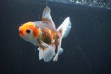 Thai Oranda  Tricolor 5 Inch (ID#1004R12c-124) Free2Day SHIPPING