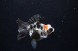 Butterfly  Calico 3.5 Inch (ID#228B8b-45) Free2Day SHIPPING
