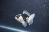 Baby Thai Oranda  Panda 3 Inch (ID#1015ToPTA-35) Free2Day SHIPPING