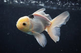 Juvenile Thai Oranda  Panda 4 Inch (ID#404T13b-58) Free2Day SHIPPING