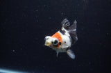 Butterfly  Calico 3.5 Inch (ID#228B8b-45) Free2Day SHIPPING