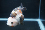 Milk Cow Ranchu  Calico 4 Inch (ID#1227R10c-84) Free2Day SHIPPING