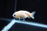 Baby Ranchu  Calico 2.5 Inch (ID#1108R9c-43) Free2Day SHIPPING