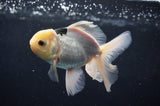Juvenile Thai Oranda  Panda 4 Inch (ID#404T13b-58) Free2Day SHIPPING