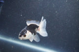 Baby Thai Oranda  Panda 3 Inch (ID#1015ToPTA-35) Free2Day SHIPPING