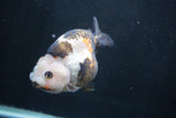 Milk Cow Ranchu  Calico 4 Inch (ID#1227R10c-84) Free2Day SHIPPING