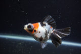 Butterfly  Calico 3.5 Inch (ID#228B8b-45) Free2Day SHIPPING