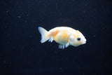 Baby Ranchu  Calico 2.5 Inch (ID#1108R9c-43) Free2Day SHIPPING