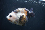 Milk Cow Ranchu  Calico 4 Inch (ID#1227R10c-84) Free2Day SHIPPING