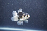 Baby Thai Oranda  Panda 3 Inch (ID#1015ToPTA-35) Free2Day SHIPPING