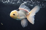 Juvenile Thai Oranda  Panda 4 Inch (ID#404T13b-58) Free2Day SHIPPING