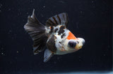 Butterfly  Calico 3.5 Inch (ID#228B8b-45) Free2Day SHIPPING