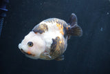 Milk Cow Ranchu  Calico 4 Inch (ID#1227R10c-84) Free2Day SHIPPING