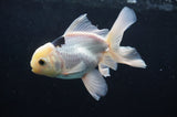 Juvenile Thai Oranda  Panda 4 Inch (ID#404T13b-58) Free2Day SHIPPING