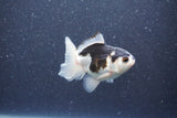 Baby Thai Oranda  Panda 3 Inch (ID#1015ToPTA-35) Free2Day SHIPPING