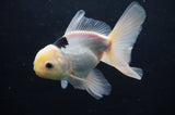 Juvenile Thai Oranda  Panda 4 Inch (ID#404T13b-58) Free2Day SHIPPING