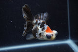 Butterfly  Calico 3.5 Inch (ID#228B8b-45) Free2Day SHIPPING