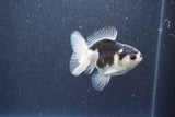 Baby Thai Oranda  Panda 3 Inch (ID#1015ToPTA-35) Free2Day SHIPPING