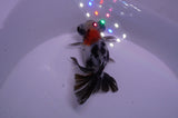 Butterfly  Calico 3.5 Inch (ID#228B8b-45) Free2Day SHIPPING