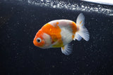 Ranchu  Sakura 3 Inch (ID#1008R5c-75) Free2Day SHIPPING