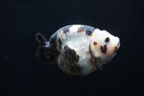 Milk Cow Ranchu  Calico 4 Inch (ID#1227R10c-84) Free2Day SHIPPING