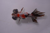 Butterfly  Calico 3.5 Inch (ID#1129B8b-51) Free2Day SHIPPING