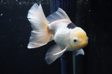 Juvenile Thai Oranda  Panda 4 Inch (ID#404T13b-58) Free2Day SHIPPING