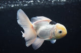 Juvenile Thai Oranda  Panda 4 Inch (ID#404T13b-58) Free2Day SHIPPING