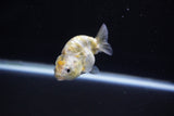 Baby Ranchu  Calico 3 Inch (ID#1108R9c-44) Free2Day SHIPPING