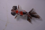 Butterfly  Calico 3.5 Inch (ID#1129B8b-51) Free2Day SHIPPING