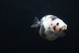 Milk Cow Ranchu  Calico 4 Inch (ID#1227R10c-84) Free2Day SHIPPING