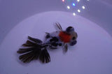 Butterfly  Calico 3.5 Inch (ID#228B8b-45) Free2Day SHIPPING