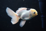 Juvenile Thai Oranda  Panda 4 Inch (ID#404T13b-58) Free2Day SHIPPING