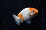 Ranchu  Sakura 3 Inch (ID#1008R5c-75) Free2Day SHIPPING