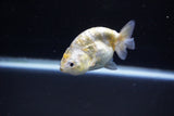 Baby Ranchu  Calico 3 Inch (ID#1108R9c-44) Free2Day SHIPPING