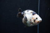 Milk Cow Ranchu  Calico 4 Inch (ID#1227R10c-84) Free2Day SHIPPING